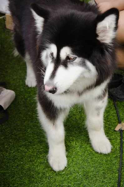 犬の品種アラスカンマラミュート巨人 — ストック写真