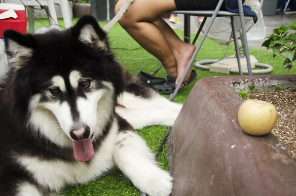 Hondenras alaskan malamute reus — Stockfoto