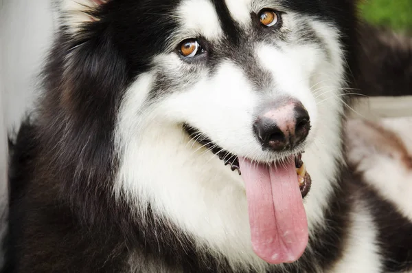 狗的品种阿拉斯加雪橇犬巨人 — 图库照片