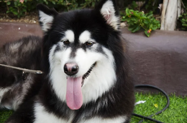 Hund rasen alaskan malamute jätte — Stockfoto