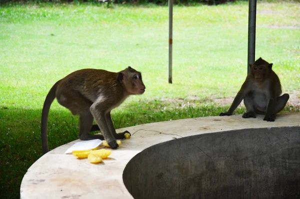 Monos macacos de cola larga relajándose y comiendo alimentos —  Fotos de Stock