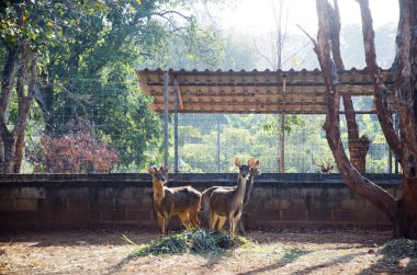 Geyikler Çiftliği'nde açık, kafes içinde 