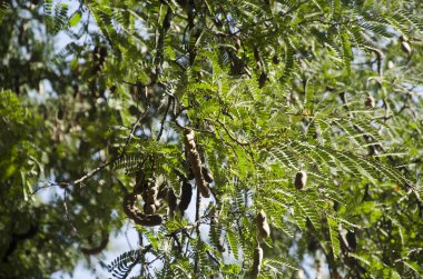 Demirhindi ağacının dalını yaprağına hareketi 