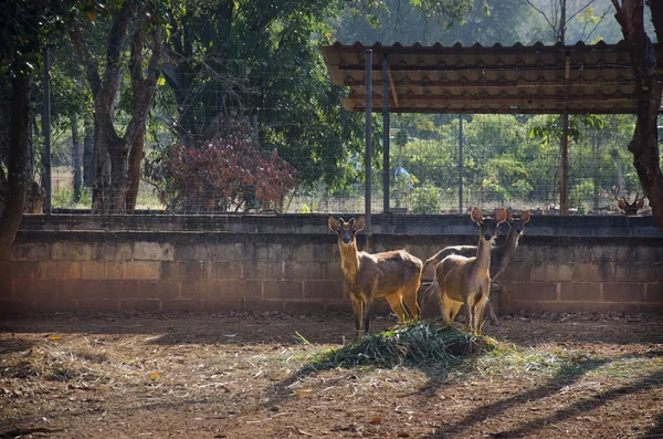 Geyikler Çiftliği'nde açık, kafes içinde