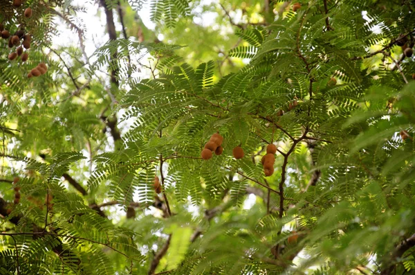 Movimento di foglia su ramo di albero tamarindo — Foto Stock