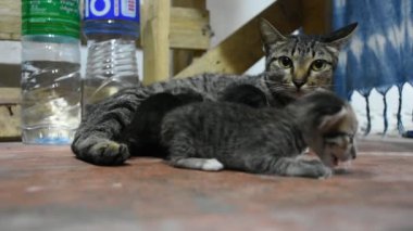 Yerli Tay kedi ve yeni doğan bebek kedi