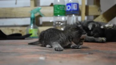 Yerli Tay kedi ve yeni doğan bebek kedi