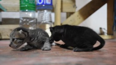 Yerli Tay kedi ve yeni doğan bebek kedi