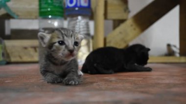 Yerli Tay kedi ve yeni doğan bebek kedi