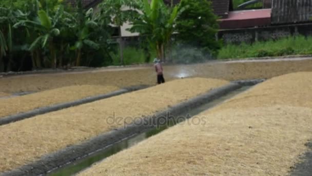 Tailandeses trabalhando rega de plantas e vegetais no jardim — Vídeo de Stock