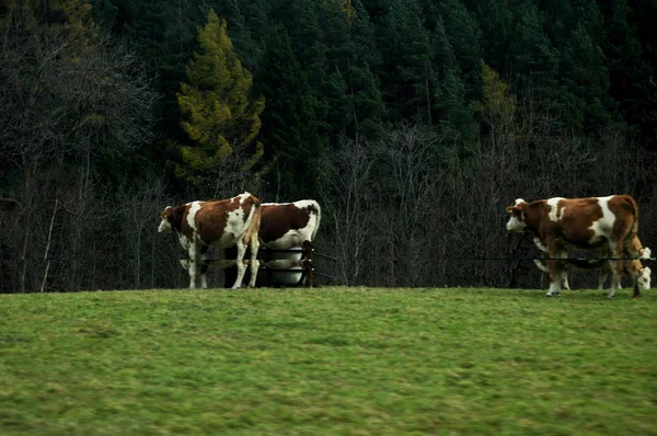 Vista paisagem e campo agrícola com vacas i — Fotografia de Stock