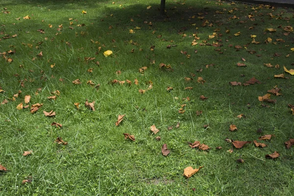 Folha seca caindo na grama no chão no jardim — Fotografia de Stock