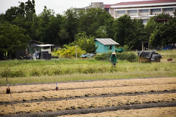 Ταϊλάνδης άνθρωποι εργασίας πότισμα φυτών και λαχανικών σε κήπο — Φωτογραφία Αρχείου
