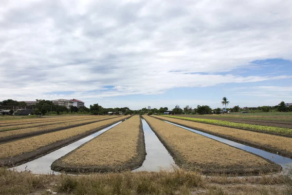 Thaise mensen voorbereiden land op plantage plant en groente in g — Stockfoto