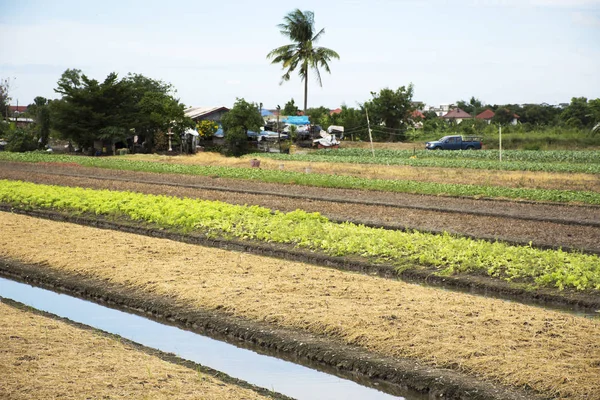 Thaise mensen voorbereiden land op plantage plant en groente in g — Stockfoto