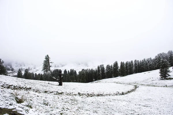 Ver Paisaje nevando cubierto de árboles alpinos en la cima de mou —  Fotos de Stock