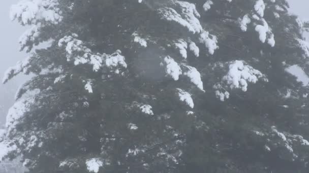 Snötäckta snöar på Alpina träd på toppen av berget i Kaunergrat naturpark — Stockvideo