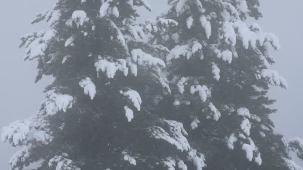 雪が降って雪に覆われた Kaunergrat 自然公園の山の上でアルパイン ツリー — ストック動画