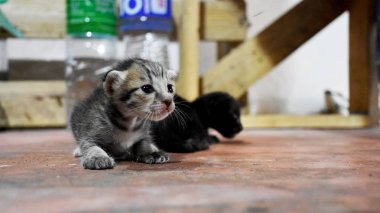 Yerli Tay kedi ve yeni doğan bebek kedi 