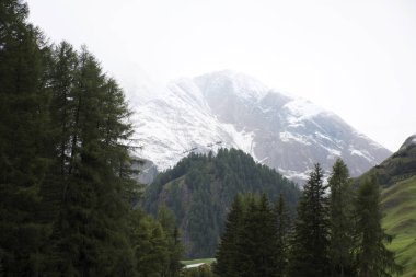 Samnaun dağda Graubunden regi, Alp ağaç orman