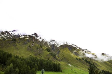 Alp ağaç orman Alpler en yüksek ve en eski ile dağda