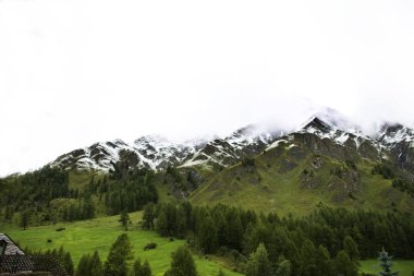 Alp ağaç orman Alpler en yüksek ve en eski ile dağda