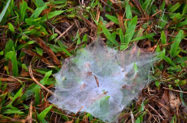 Çiy örümcek ağı ile aydınlatma Paz üzerinde açık sabah tim