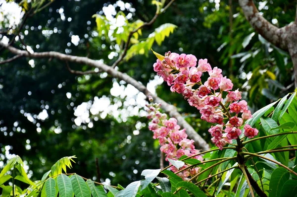 Bretschneidera sinensis květiny v národním parku Doi Phu Kha na — Stock fotografie
