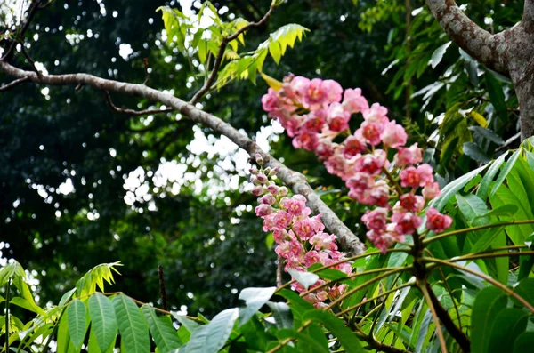 Bretschneidera sinensis florece en el Parque Nacional Doi Phu Kha en — Foto de Stock