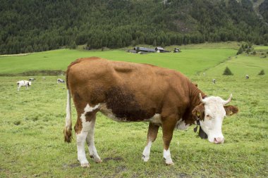Genç duran ve arazi Dağı, gıda çim yeme inek 