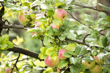 Elma ağacı, riverside Passer Nehri