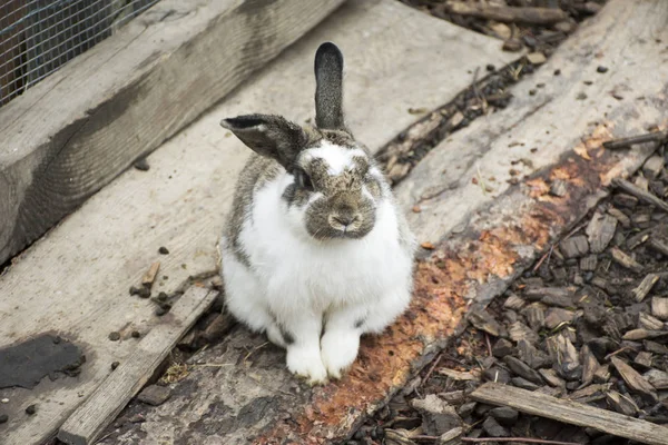 Kaninchen stehen im Freigehege des Pfundsdorfs auf dem Boden — Stockfoto