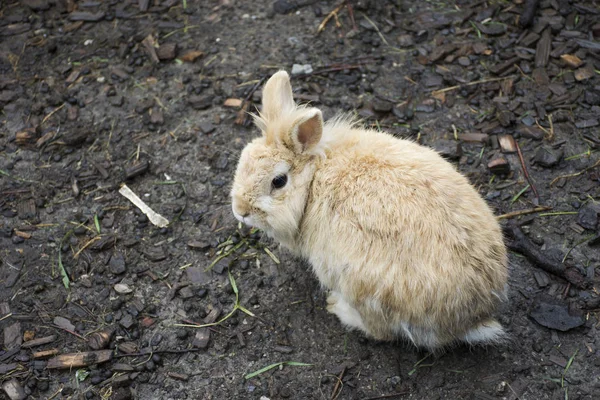 Konijnen staan op de grond in de kooi op buiten op Pfunds dorp in — Stockfoto