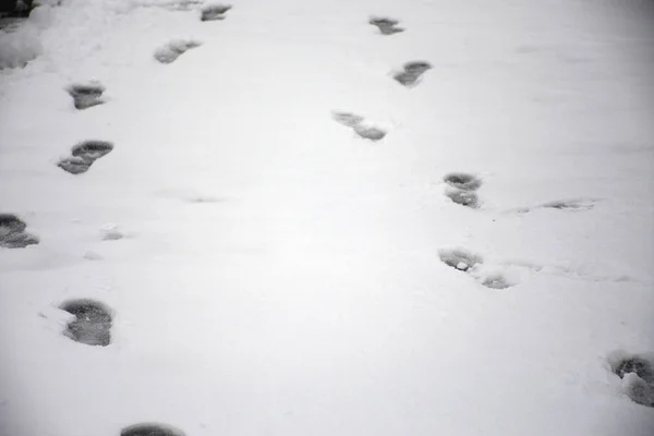 Footprint of human on snow covered on ground at outdoor