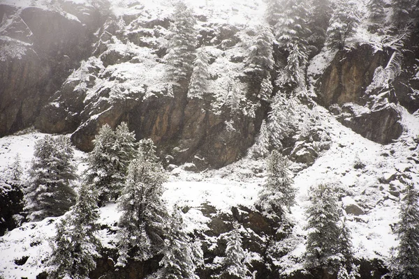 Ver Paisaje nevando cubierto de pino en la cima del monte — Foto de Stock