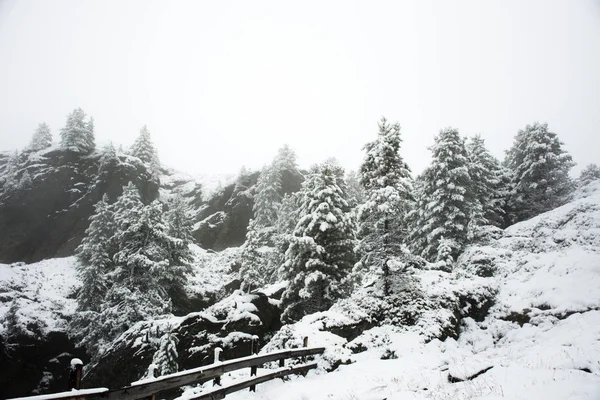 마운트의 상단에 소나무에 덮여 눈이 보기 풍경 눈 — 스톡 사진