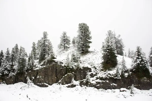 Çam ağacı üstündeki Dağı üzerinde kapalı kar manzara görüntülemek — Stok fotoğraf
