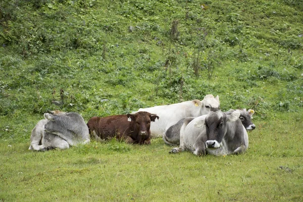 As vacas sentam-se e partem em terra de grama na montanha na região do Tirol , — Fotografia de Stock