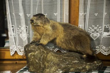 İç Beaver hayvan tahnitçilik restaurant göstermek için süsleyin