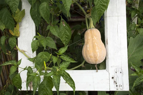Butternut-Kürbis oder Butternut-Kürbispflanze im Garten der Landwirtschaft — Stockfoto