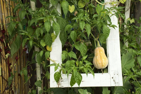 Butternut-Kürbis oder Butternut-Kürbispflanze im Garten der Landwirtschaft — Stockfoto