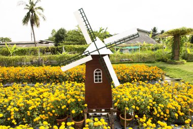 Pin tekerlek ya da yel değirmeni dekorasyon Bahçe ve Tagetes Marigo