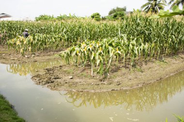 Tay işçi çiftçi tarım Mısır bitki mısır hasat