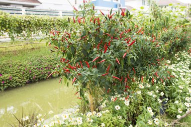 Platn Bahçe tarım planının kırmızı biber veya kırmızı biber biber