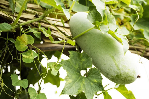 Wintermelone oder Wachskürbispflanze im Garten einer landwirtschaftlichen Planta — Stockfoto