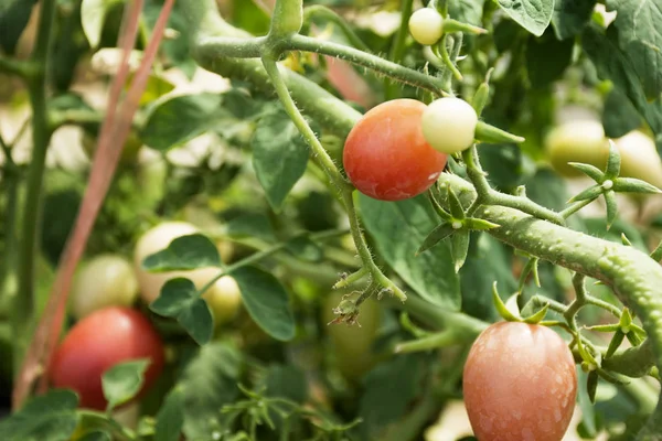 Tomatenpflanze im Garten eines landwirtschaftlichen Plantagenbauernhofes bei Countr — Stockfoto