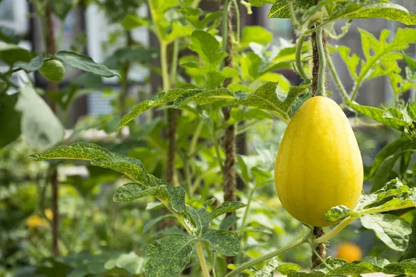 Gelbe Wassermelone oder Citrullus lanatus Pflanze im Garten von Agricu — Stockfoto