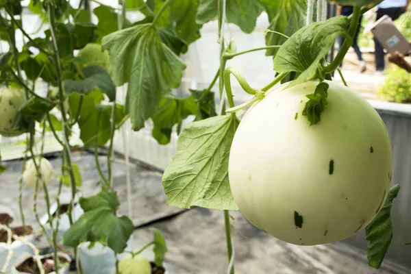 Moschusmelone oder Cucumis melo Pflanze im Garten der landwirtschaftlichen Planta — Stockfoto
