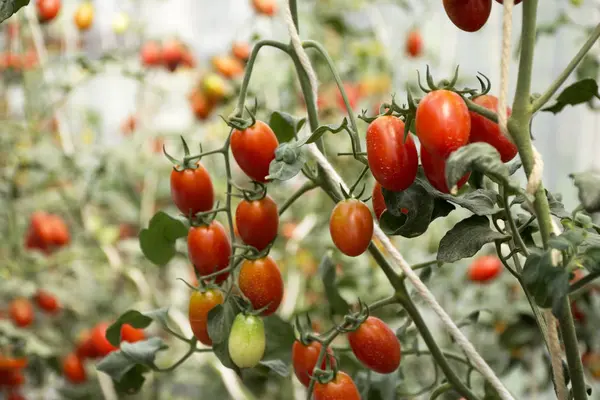 Pianta di pomodoro in giardino di fattoria di piantagione agricola a countr — Foto Stock