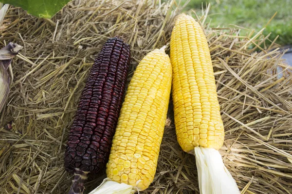 Wasachtige maïs en zoete maïs uit agrarische maïs plantage farm — Stockfoto